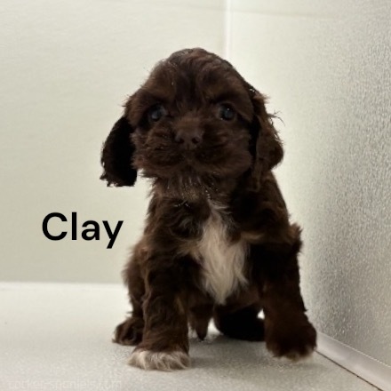 puppy, for, sale, Cocker Spaniel, Joe & Cherri  Overlease, dog, breeder, Miller, MO, dog-breeder, puppy-for-sale, forsale, nearby, find, puppyfind, locator, puppylocator, aca